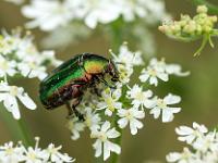 Goldglänzender Rosenkäfer auf weißen Blüten